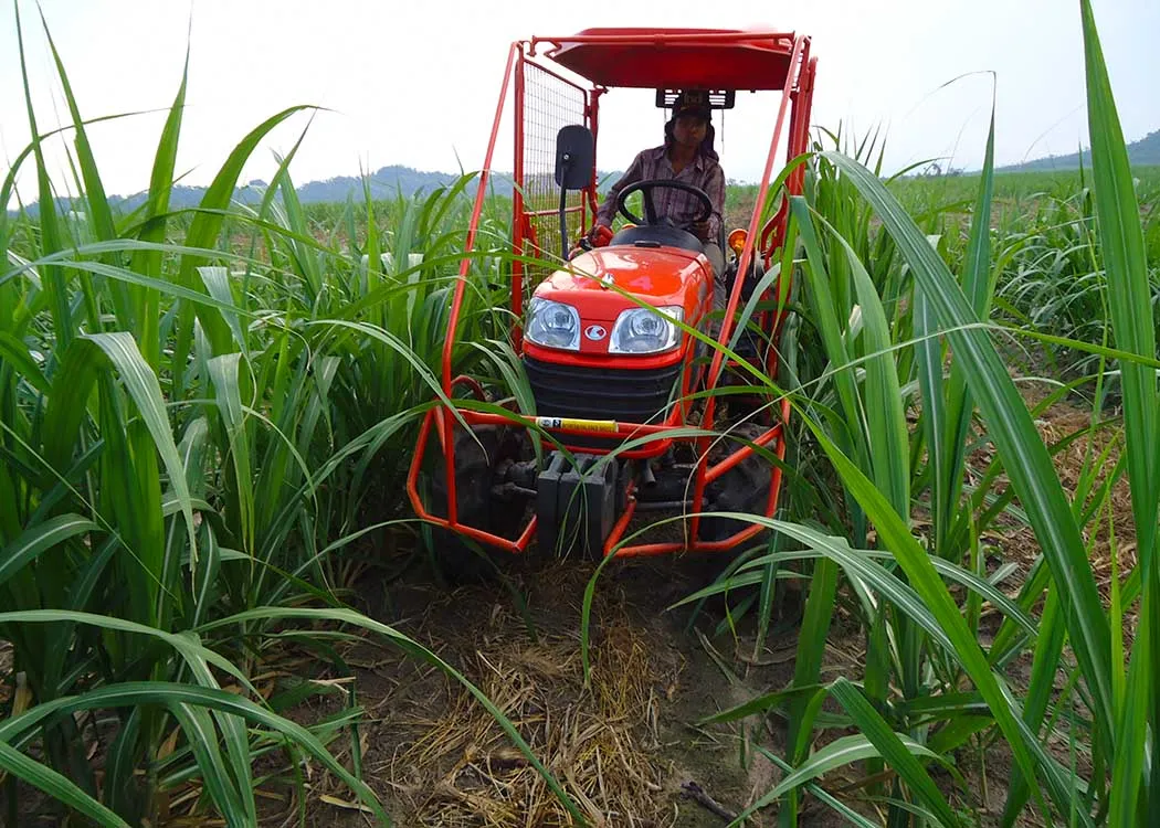 Mature sugarcane fields